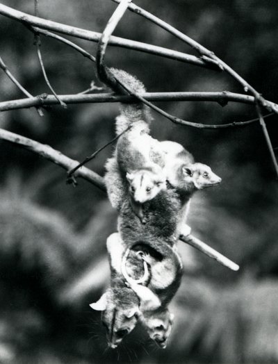 Un opossum laineux, avec ses trois petits accrochés à elle, suspendu à une branche en utilisant sa queue préhensile, Zoo de Londres, septembre 1913 - Frederick William Bond